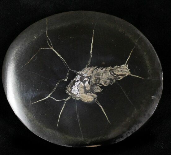 Polished Fish Coprolite (Fossil Poo) - Scotland #22667